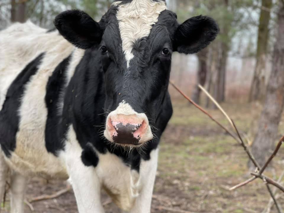 Love Yourself Cow Thermos